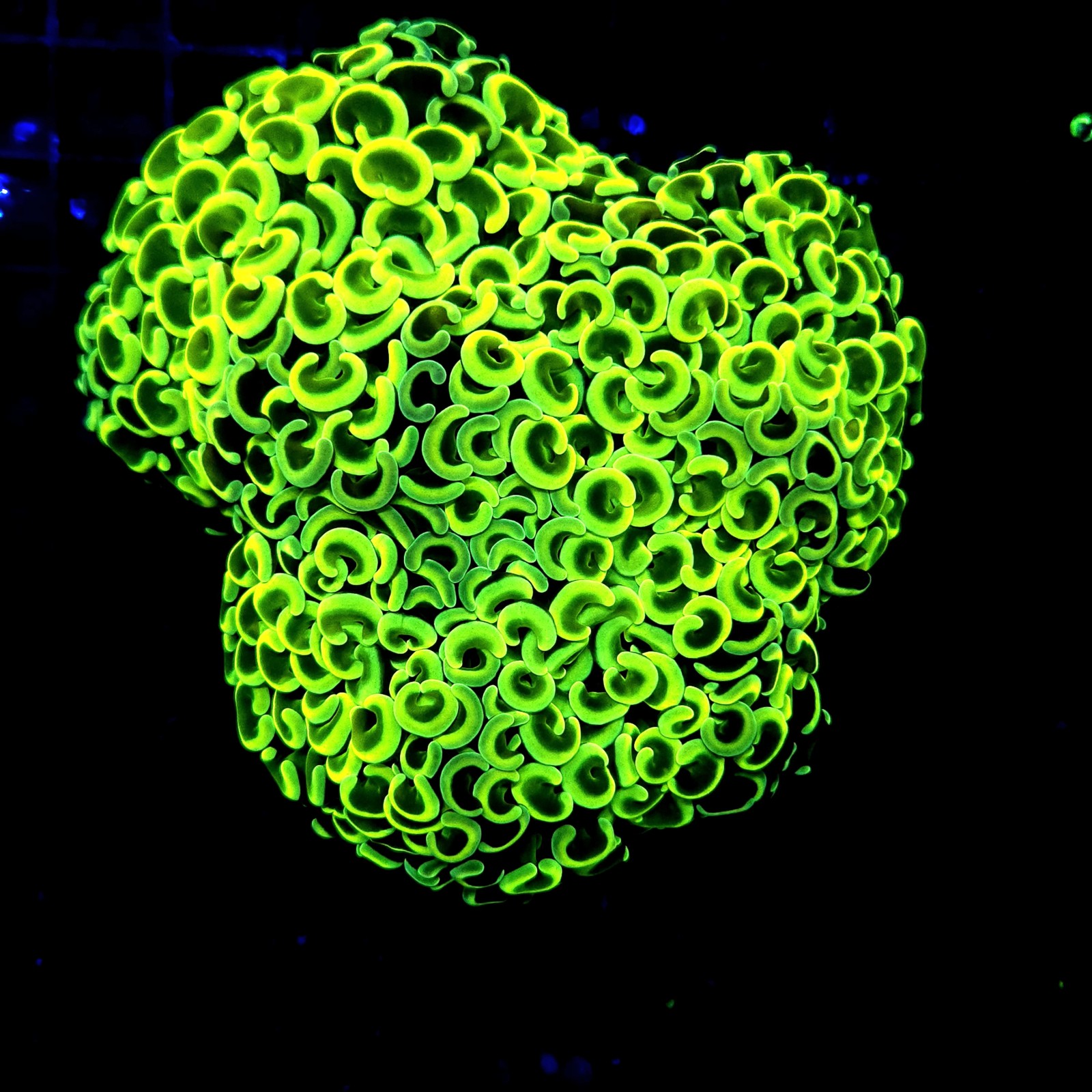 H-2505 - Euphyllia paraancora