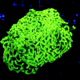 H-2508 - Euphyllia paraancora