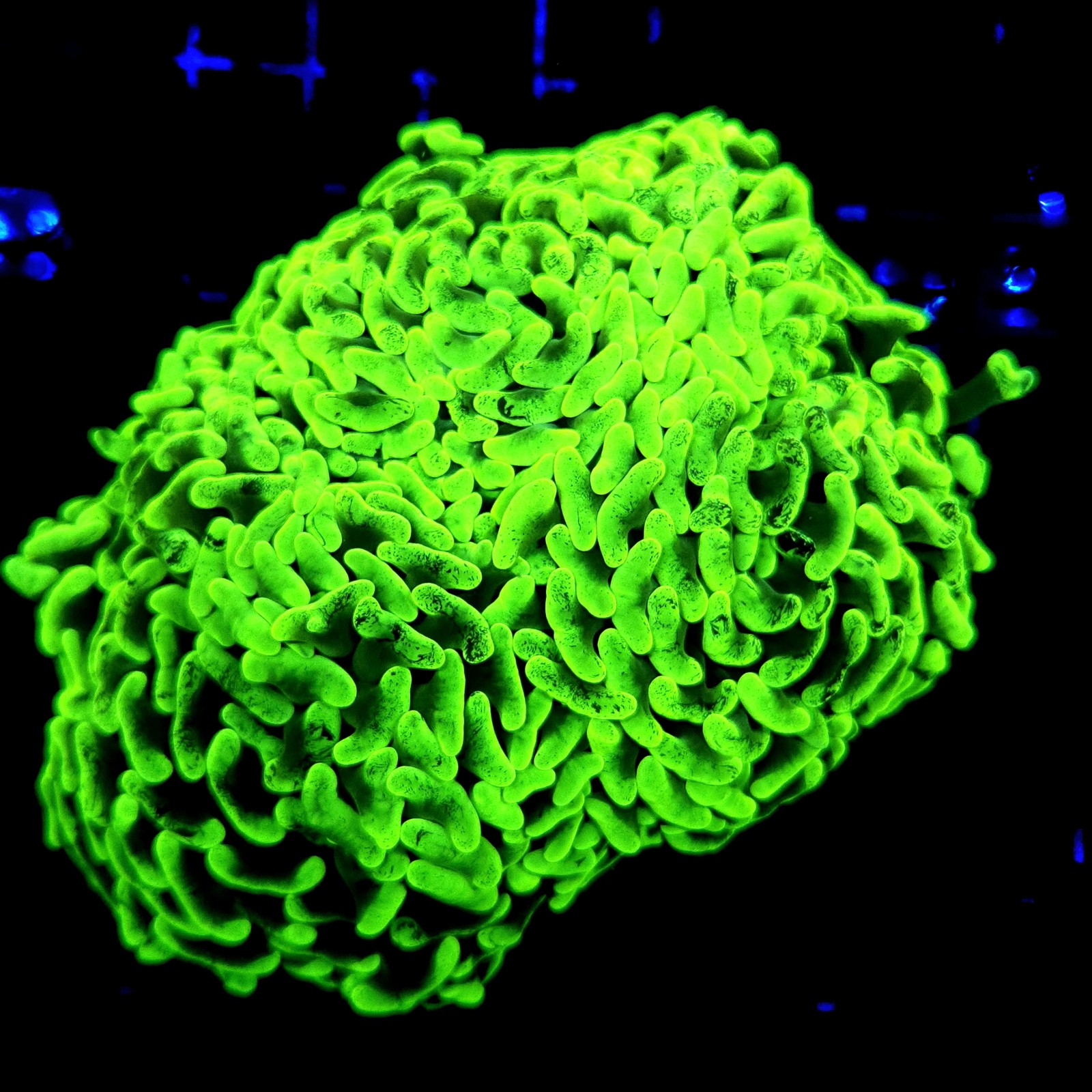 H-2508 - Euphyllia paraancora