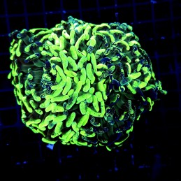 H-2509 - Euphyllia paraancora