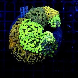 H-2512 - Euphyllia paraancora