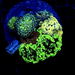 H-2513 - Euphyllia paraancora