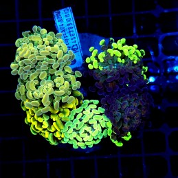 H-2515 - Euphyllia paraancora