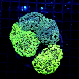 H-2516 - Euphyllia paraancora