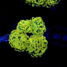 H-2517 - Euphyllia paraancora