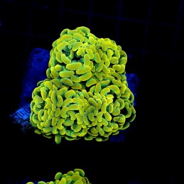 H-2518 - Euphyllia paraancora