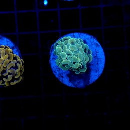 H-2002 - Euphyllia ancora