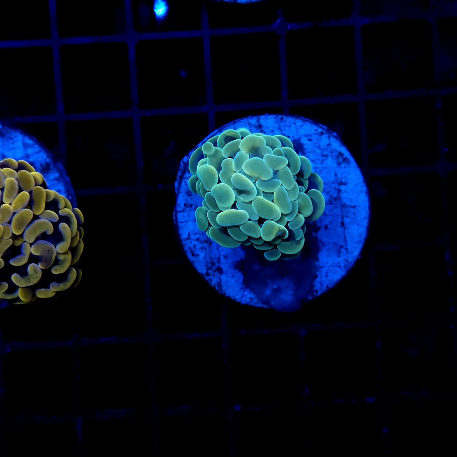 H-2002 - Euphyllia ancora
