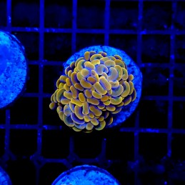 H-2003 - Euphyllia ancora