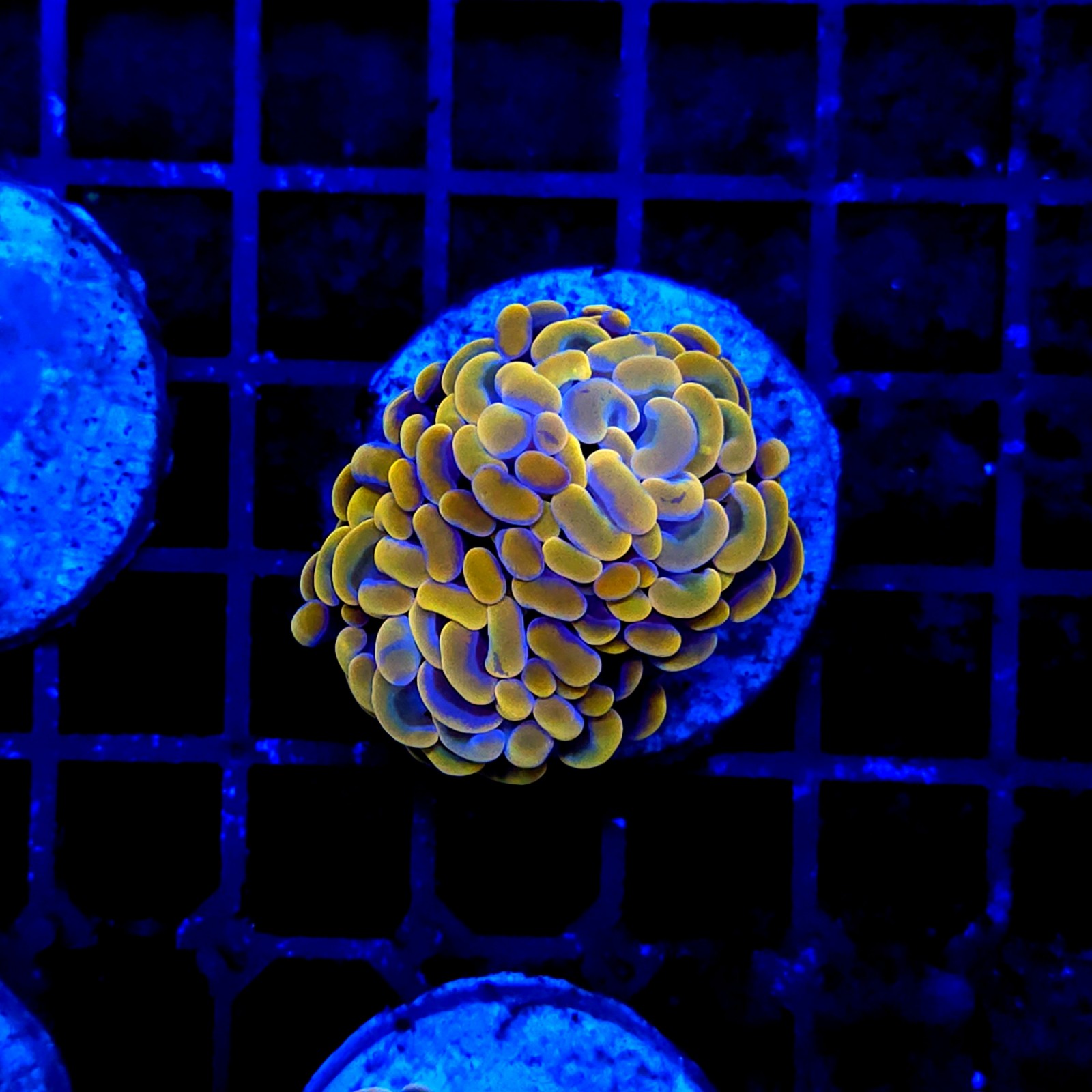 H-2003 - Euphyllia ancora