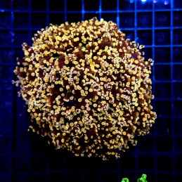 H-3503 - Euphyllia paradivisa
