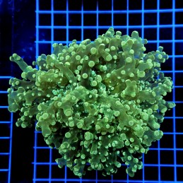 H-3507 - Euphyllia paradivisa