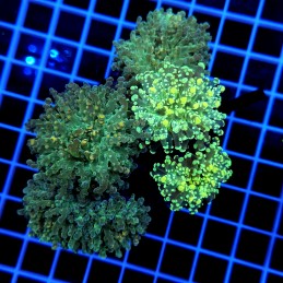 H-3508 - Euphyllia paradivisa