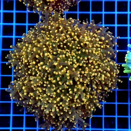 H-3510 - Euphyllia paradivisa