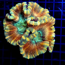 H-7501 - Trachyphyllia