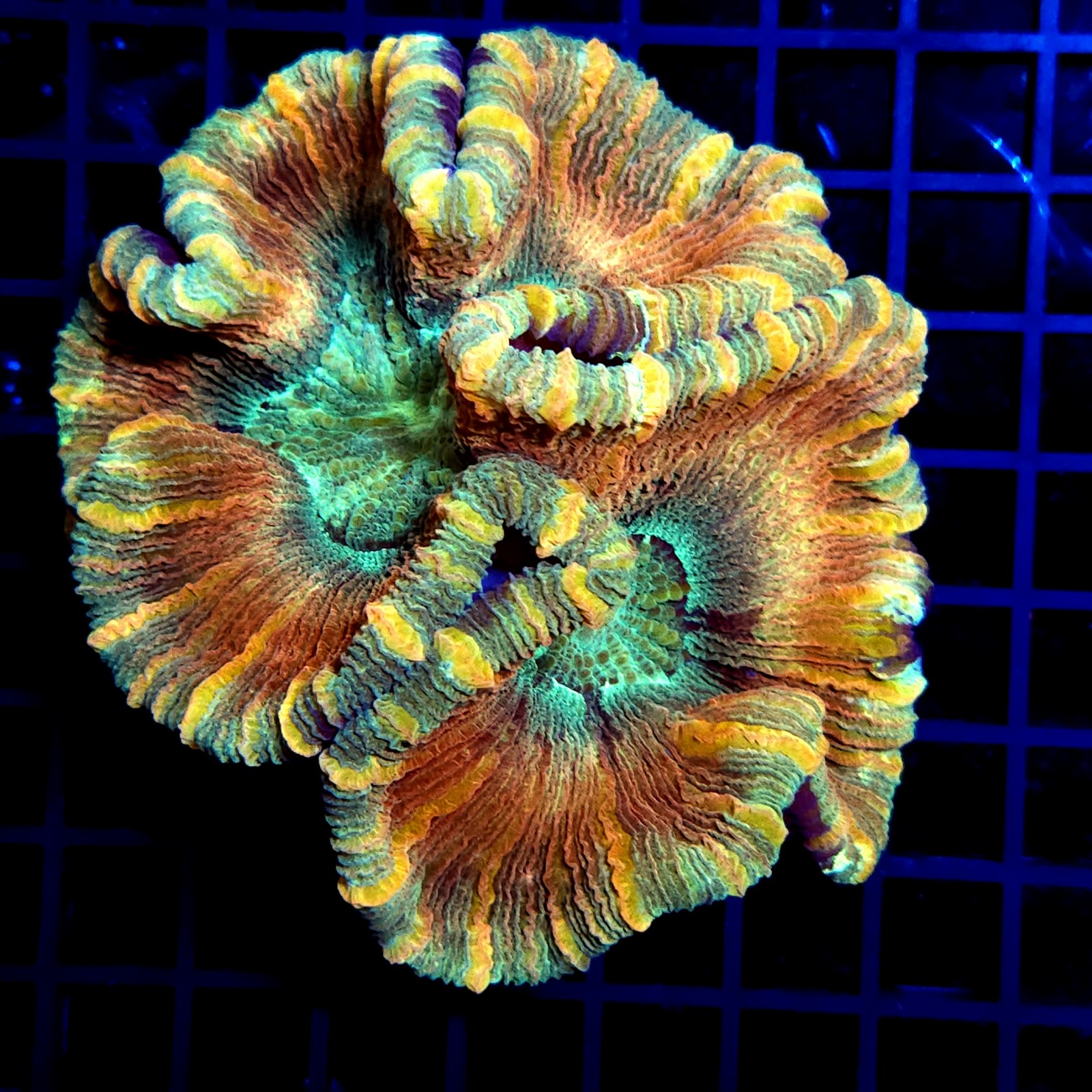 H-7501 - Trachyphyllia