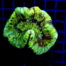 H-7502 - Trachyphyllia