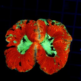 H-7504 - Trachyphyllia