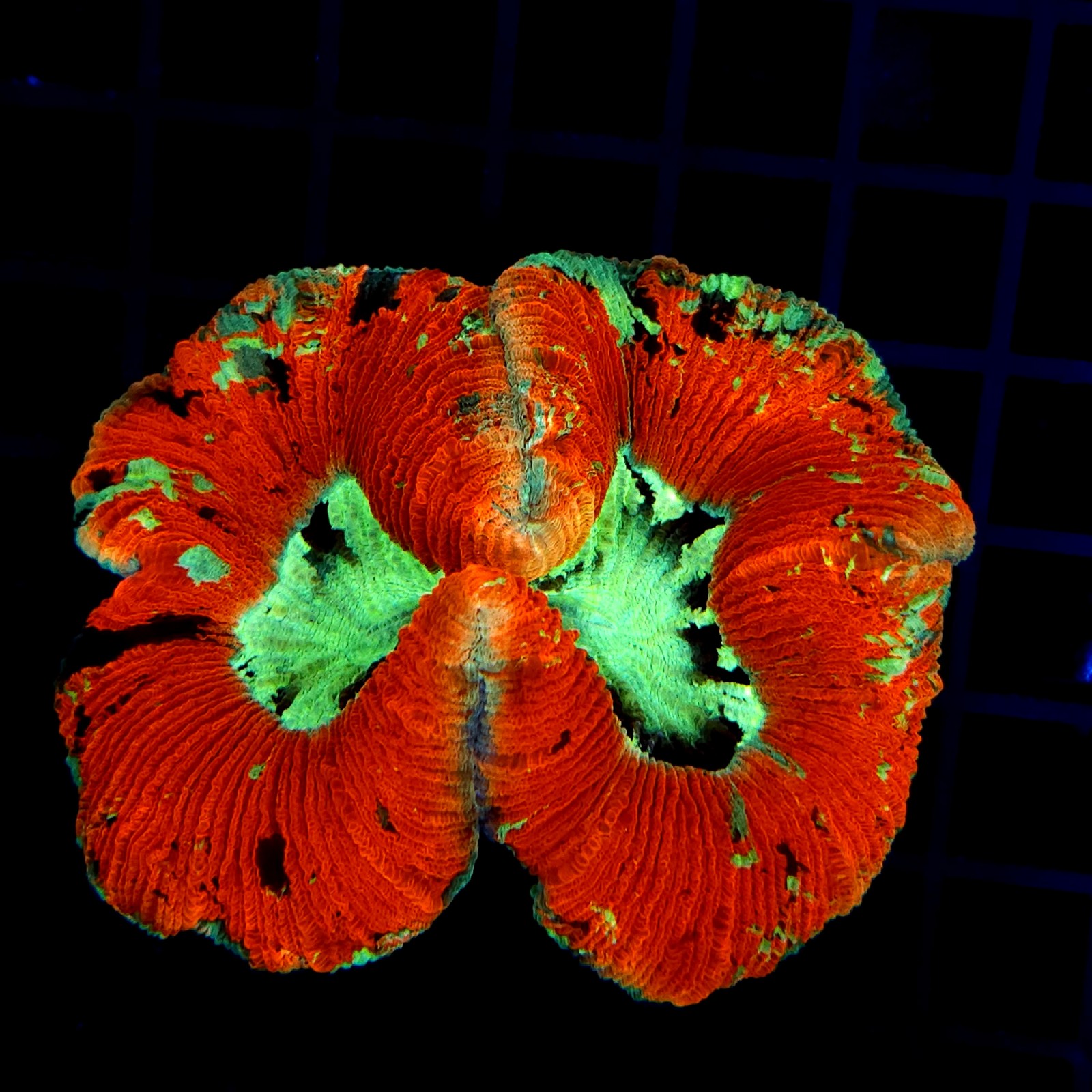 H-7504 - Trachyphyllia