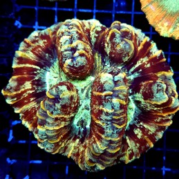 H-7506 - Trachyphyllia