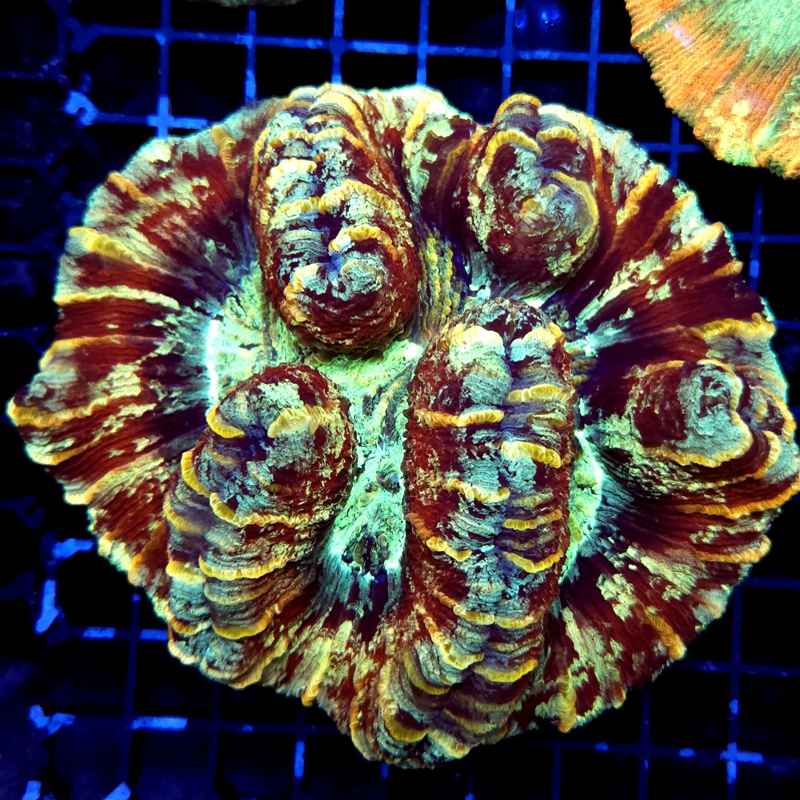 H-7506 - Trachyphyllia
