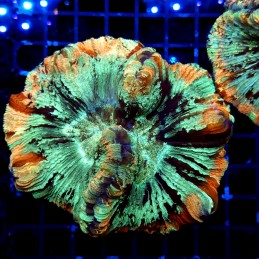 H-7509 - Trachyphyllia