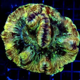 H-7511 - Trachyphyllia