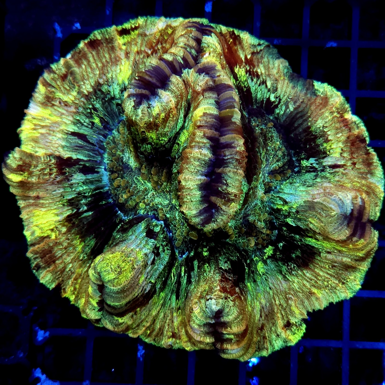 H-7511 - Trachyphyllia
