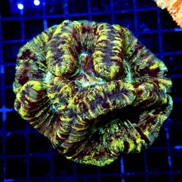 H-7513 - Trachyphyllia