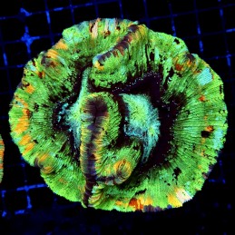 H-7515 - Trachyphyllia