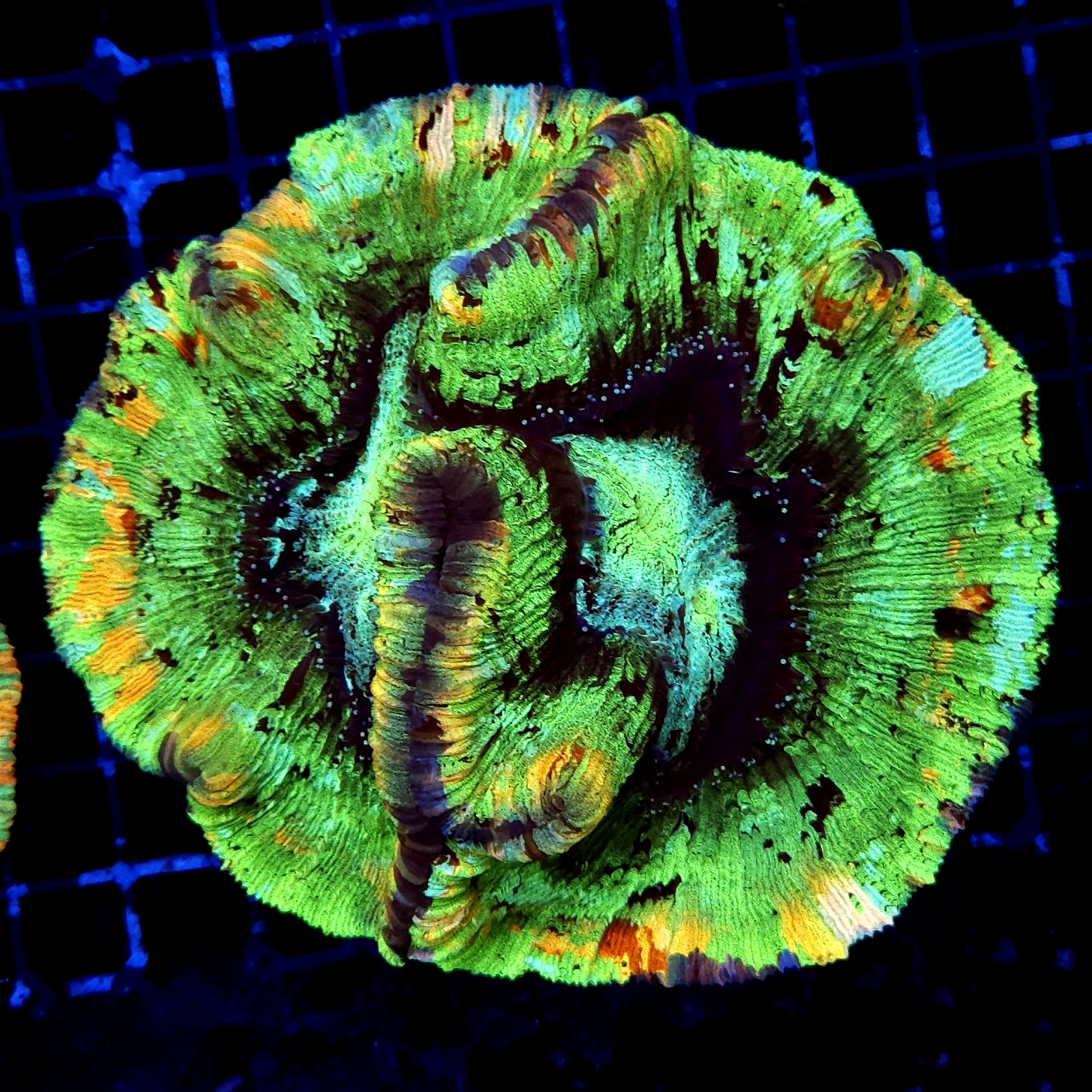 H-7515 - Trachyphyllia