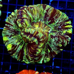 H-7516 - Trachyphyllia