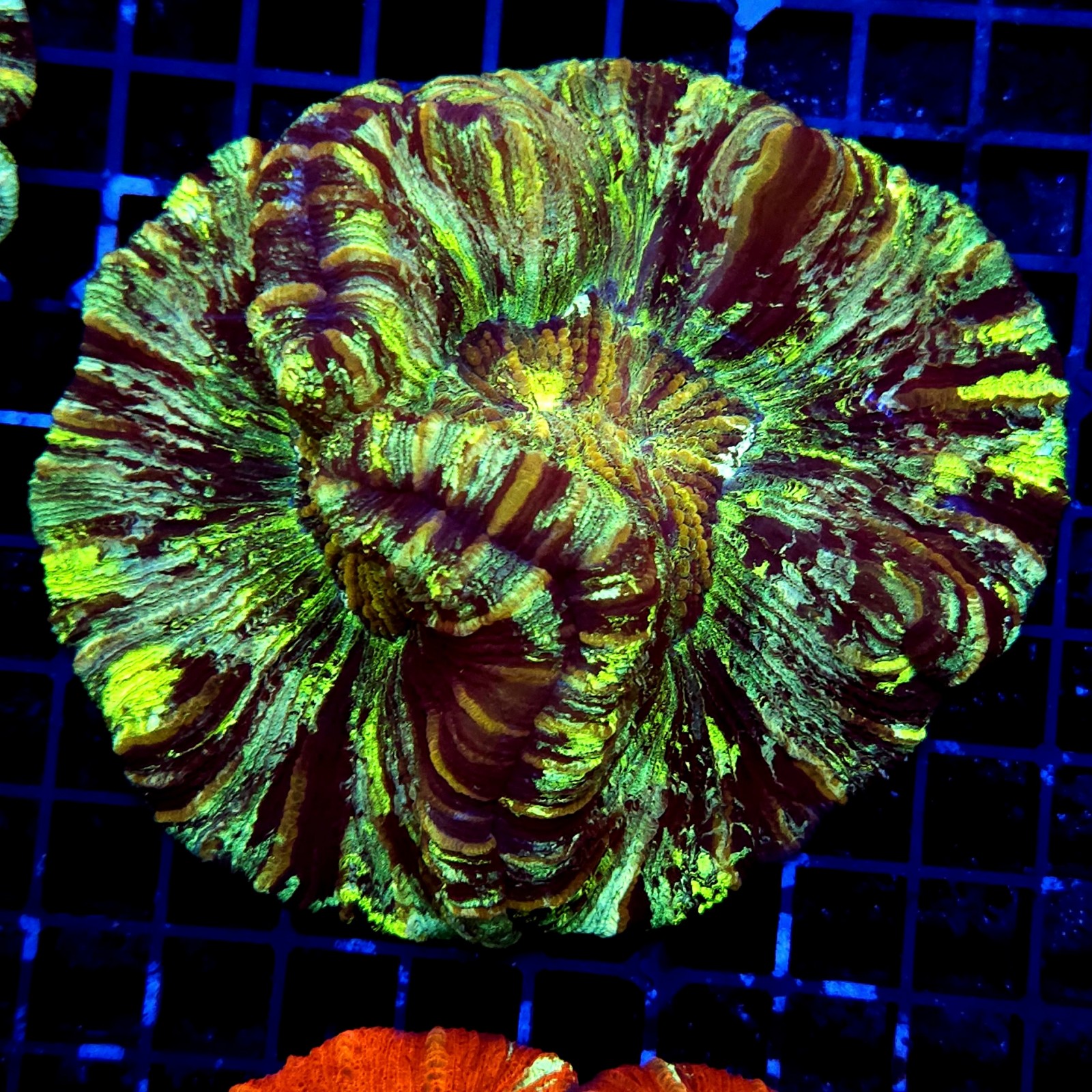 H-7516 - Trachyphyllia