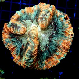 H-7517 - Trachyphyllia