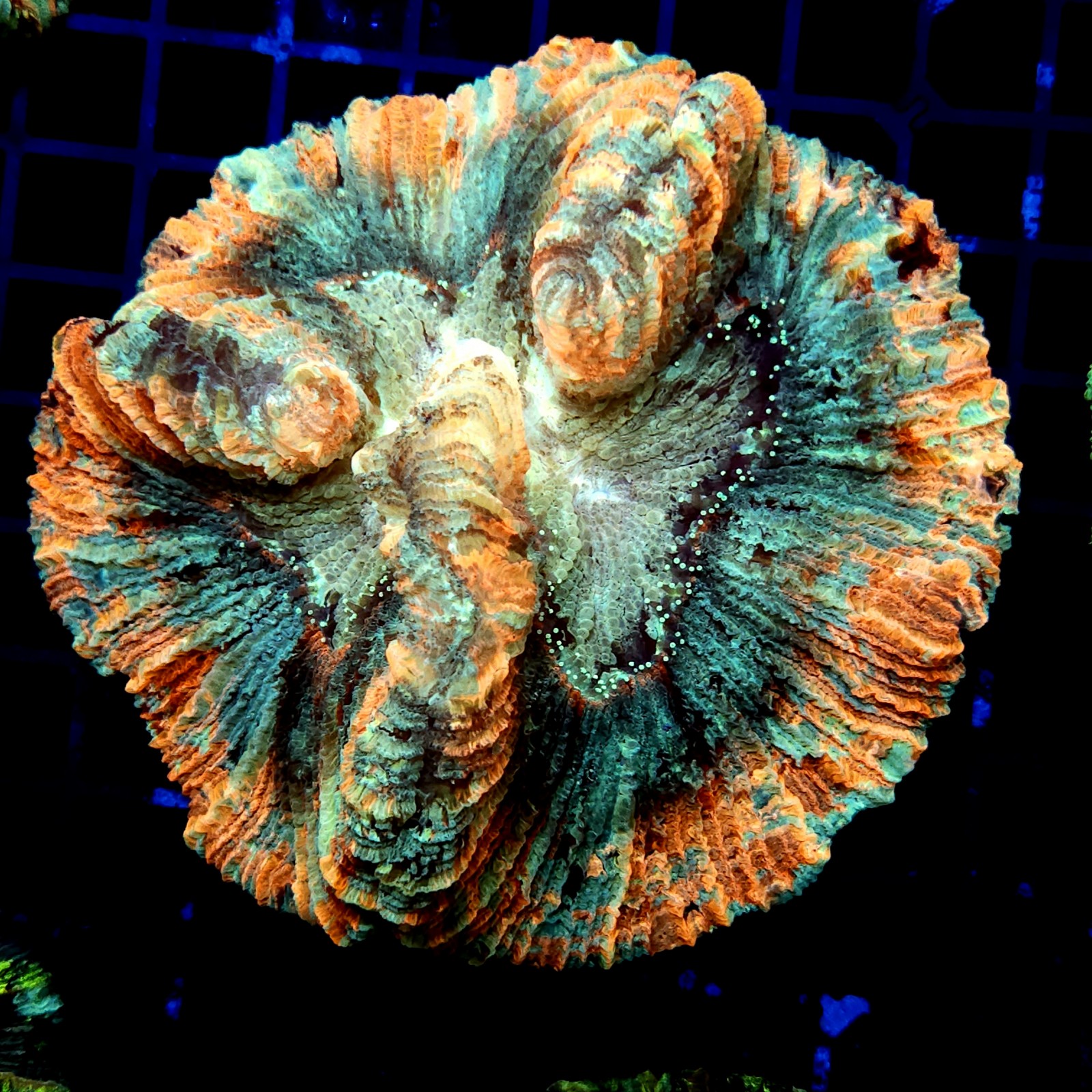 H-7517 - Trachyphyllia