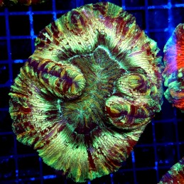 H-7518 - Trachyphyllia