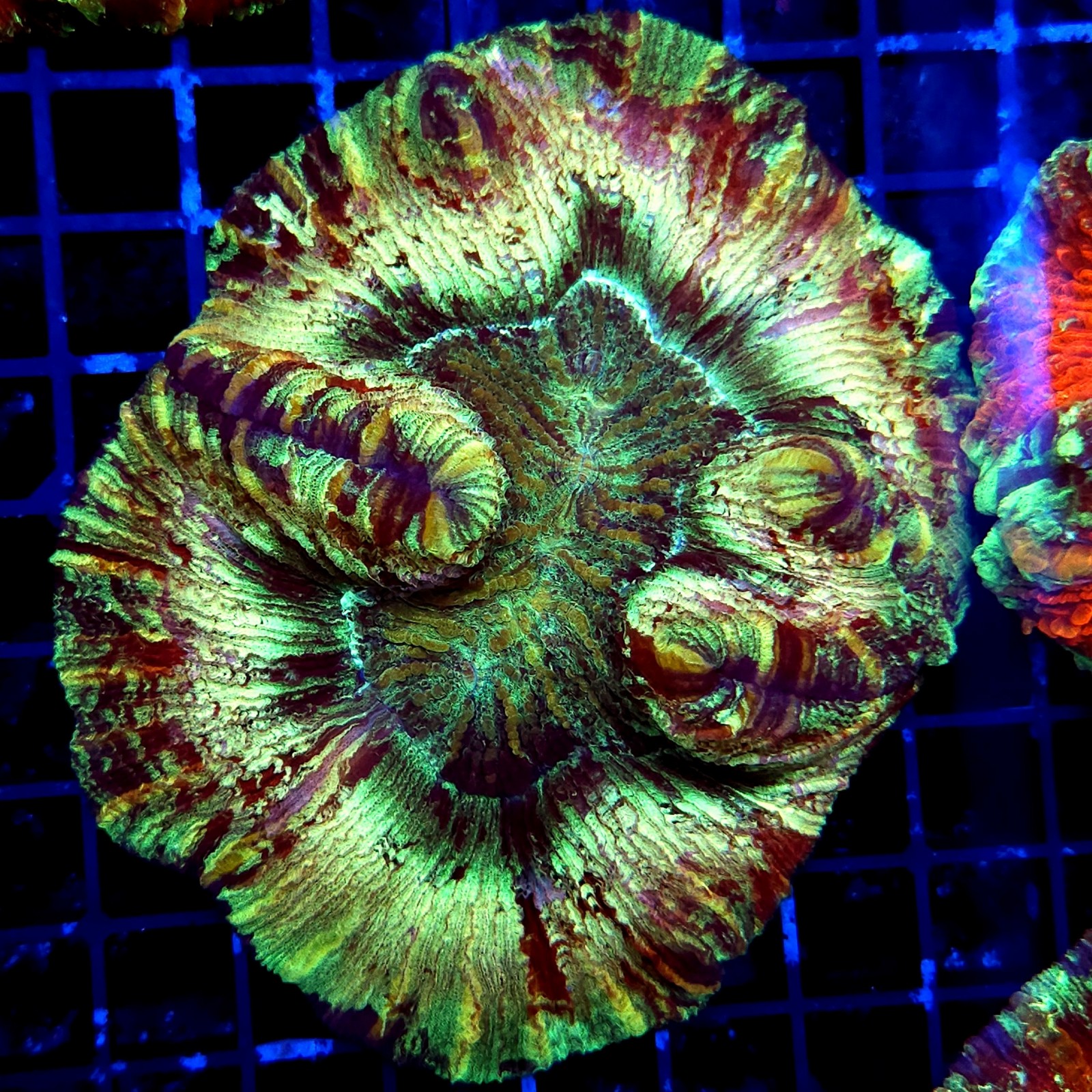 H-7518 - Trachyphyllia