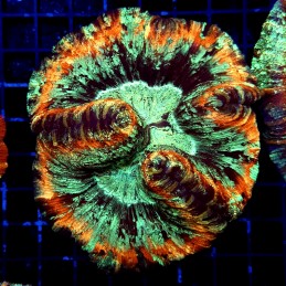 H-7519 - Trachyphyllia
