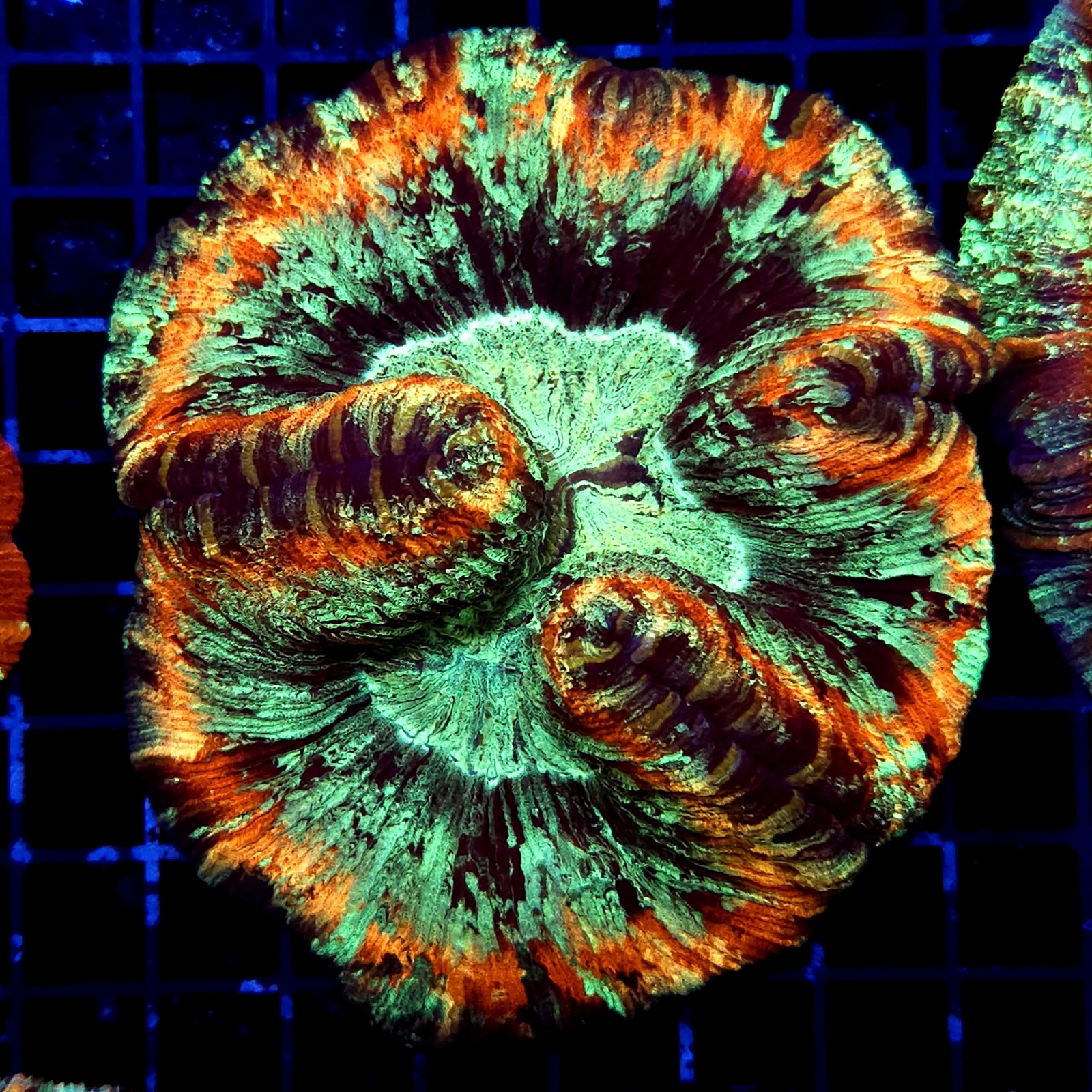 H-7519 - Trachyphyllia