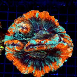 H-7520 - Trachyphyllia