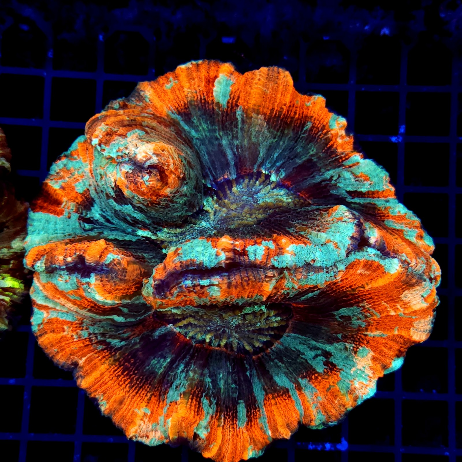 H-7520 - Trachyphyllia