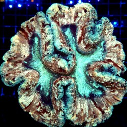 H-7521 - Trachyphyllia