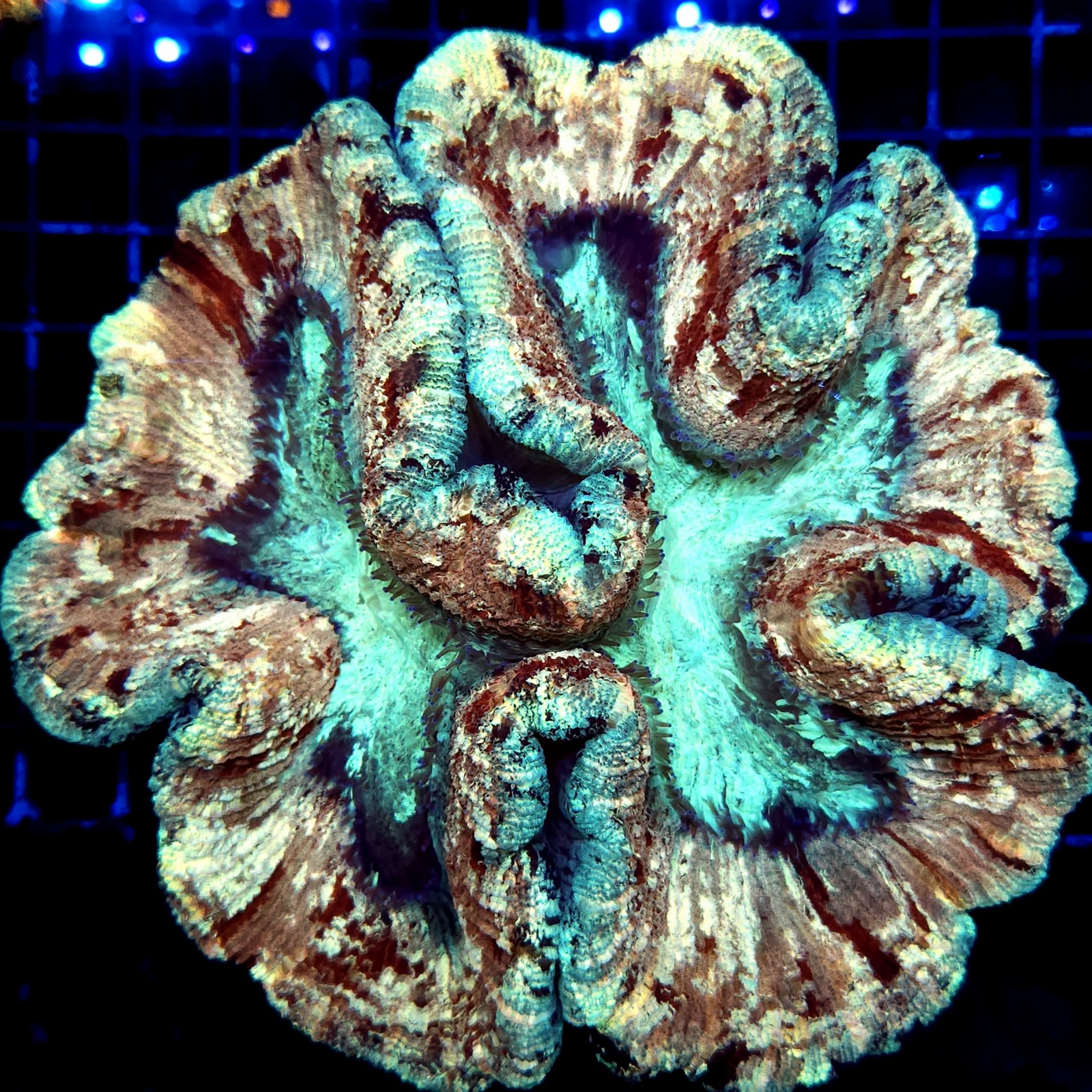 H-7521 - Trachyphyllia