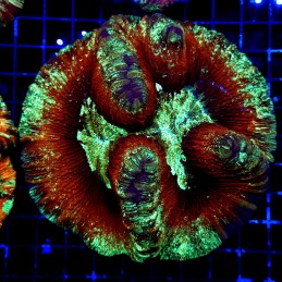 H-7522 - Trachyphyllia
