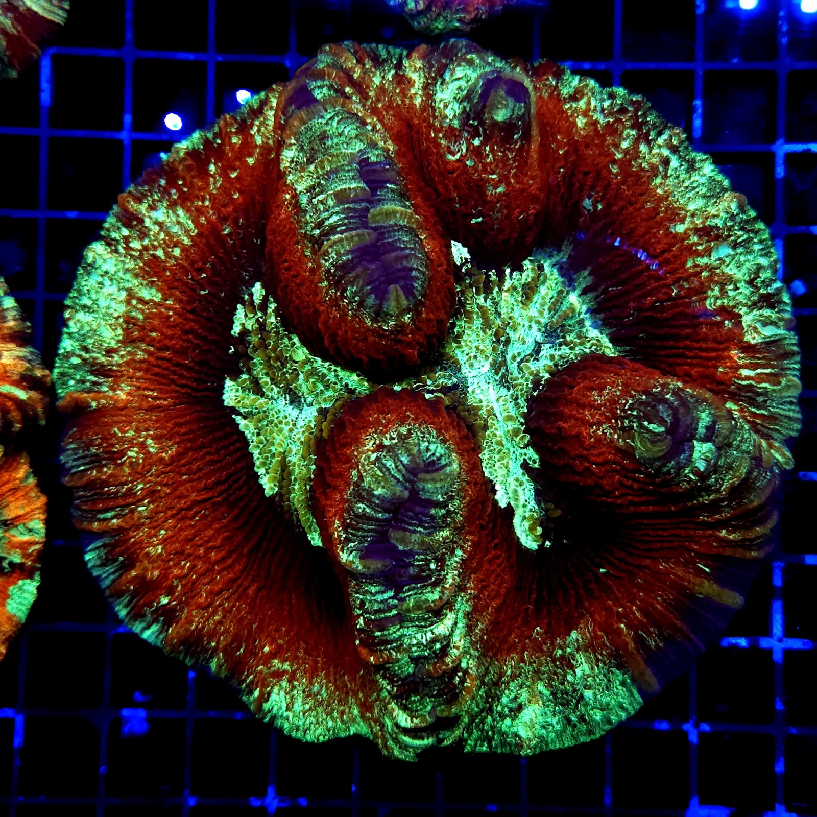 H-7522 - Trachyphyllia