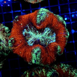 H-7523 - Trachyphyllia