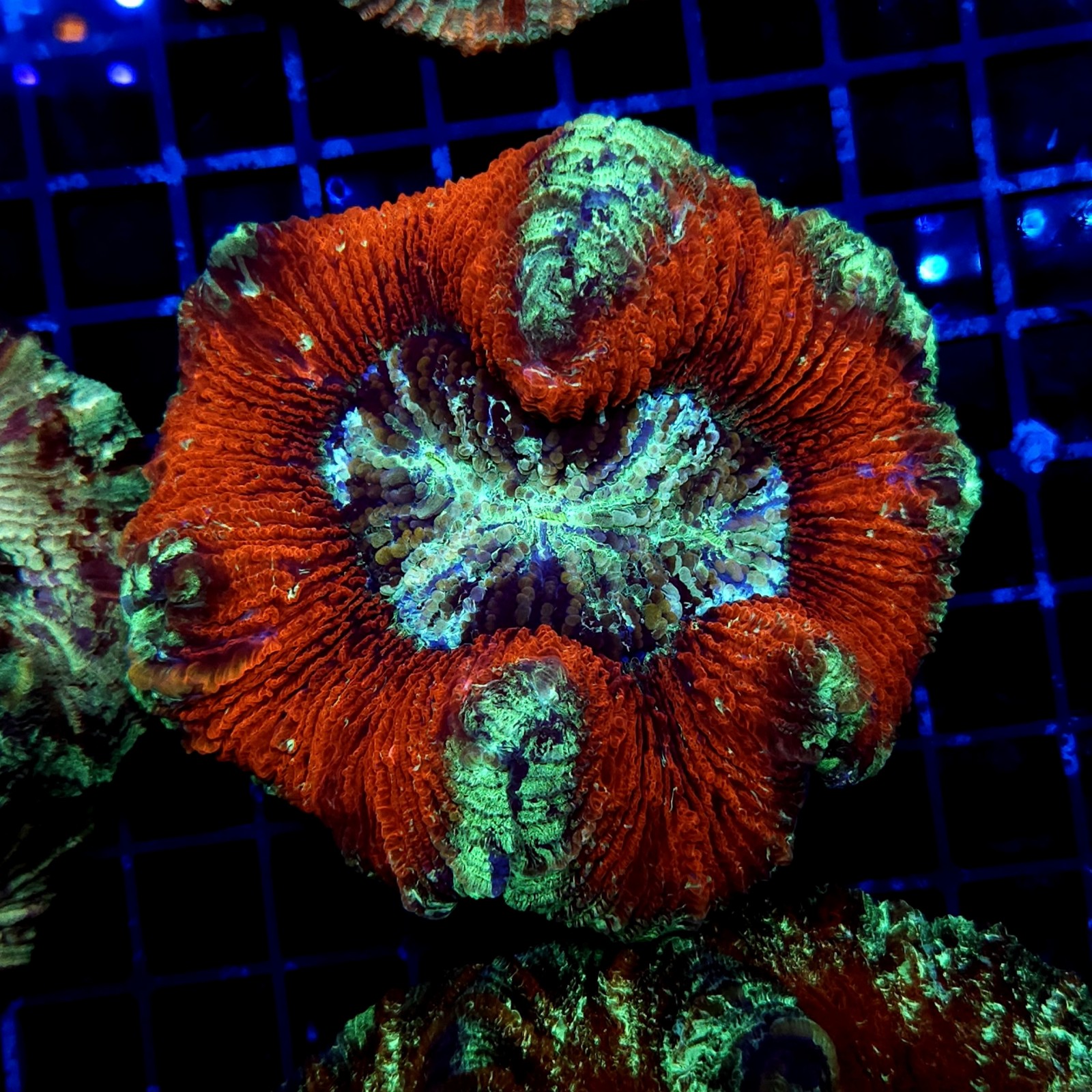 H-7523 - Trachyphyllia