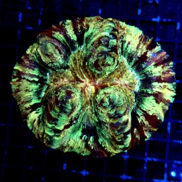 H-7525 - Trachyphyllia