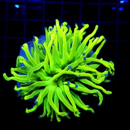 H-4001 - Euphyllia glabrescens