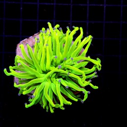 H-4002 - Euphyllia glabrescens